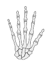 bone joint connection
